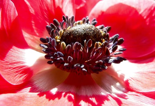 Anemone seeds