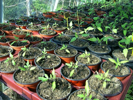 Tomato plant 5