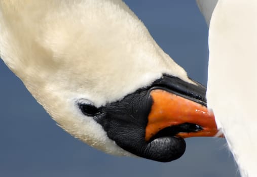 The cleanliness of the plumage is the swan's main occupation