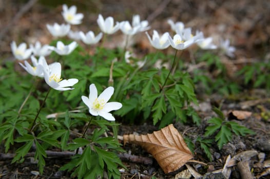 Wood anemone