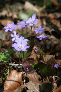 Liverwort