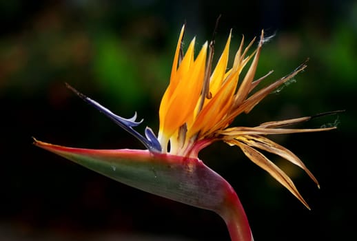 STRELITZIA