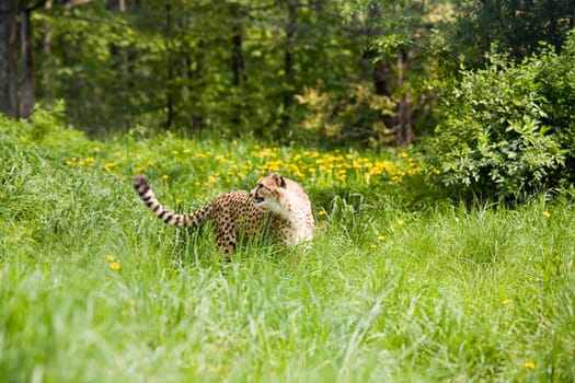 Cheetah