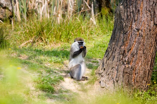 Guenon