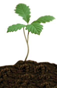 Oak seedling