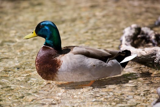 Mallard