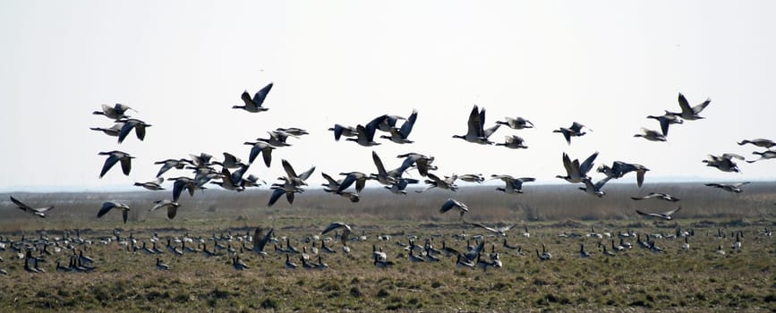 White-cheeked geese