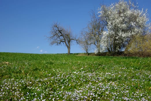 Everything is blooming