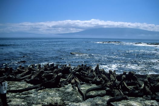 Marine iguana colony