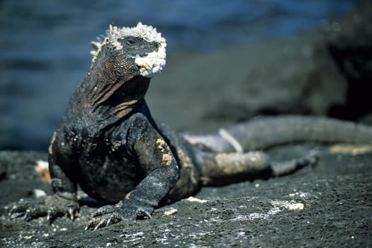 Marine iguana sunbathing. Recorded on the island of Fernandina/Galápagos.