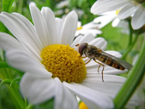 Hoverfly
