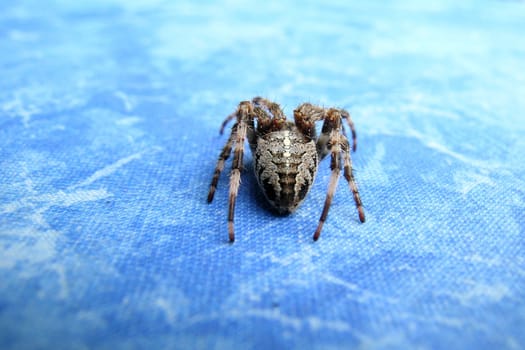 Cross spider