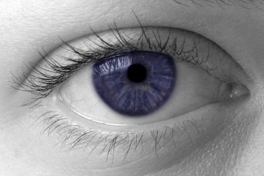 Blue iris