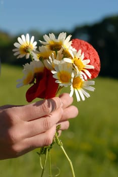 Small bouquet of flowers