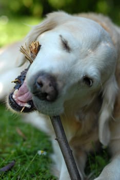 Golden Retriever nibbles on stick