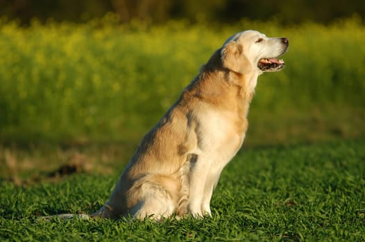 Golden Retriever