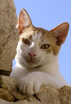 Wild cat