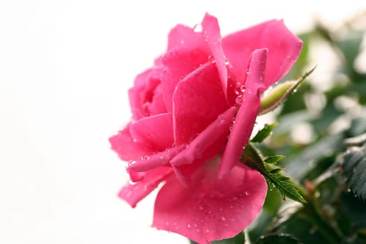 Rosedew