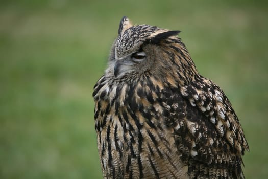 Bubu bubo