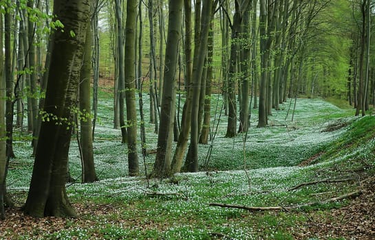 I noticed today while driving that the flowering period of the wood anemones is starting again. I like these flower carpets......!