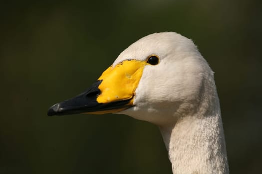 Cygnus cygnus