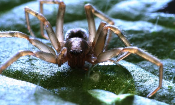Spider on nettle leaf