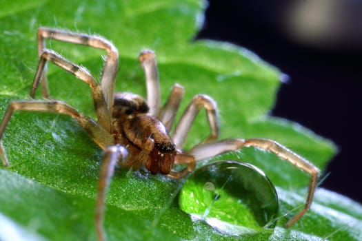 thirsty spider on nettle leaf