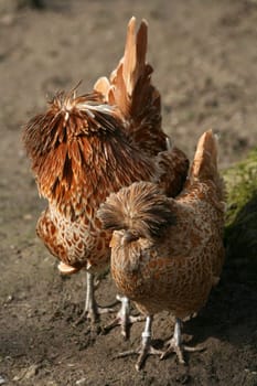 Dwarf Paduans (rooster and hen)