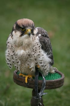 Lanner falcon
