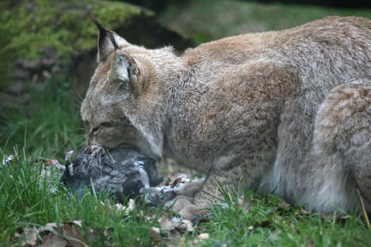 Cat food