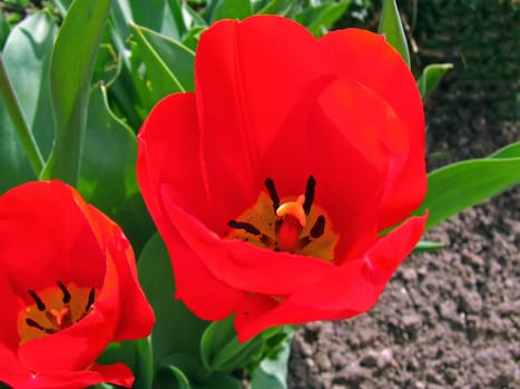 Tulips
