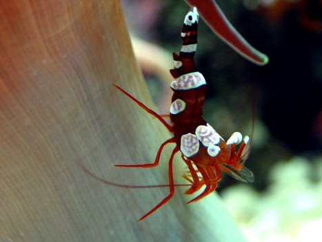 Thor amboinensis is a 2-3 cm shrimp that lives on anemones. There she searches for her food and finds shelter from enemies. It is found in the Red Sea and the Indo-Pacific. Her colloquial name is Sexy Shrimp,as she is her