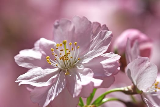 Pink Flower Dream