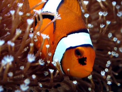 Amphiprion ocellaris (IV)