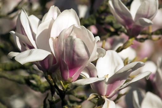 Magnolia