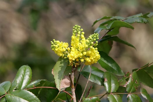 Mahonia