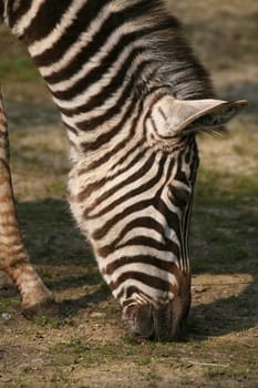 Grant's zebra (Equus burchelli granti)