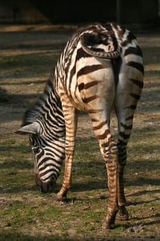 Striped