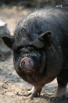 Sow Portrait