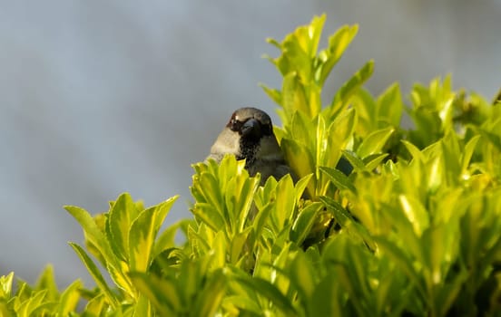 My bush