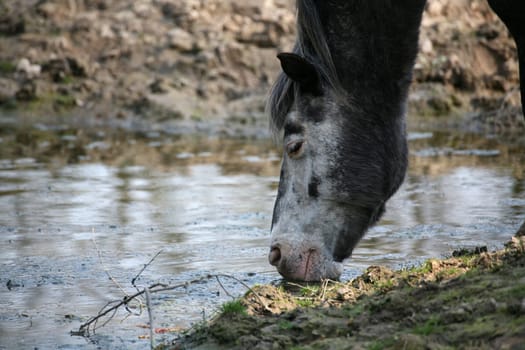 Drinking horse