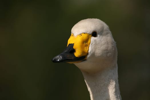 Cygnus cygnus