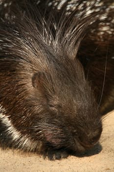 Porcupine (Hystrix cristata)