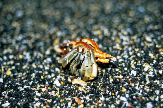 Hermit crab with a snail shell that has already become a little too small. Galápagos