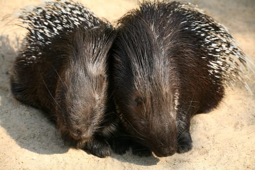 Porcupine pair