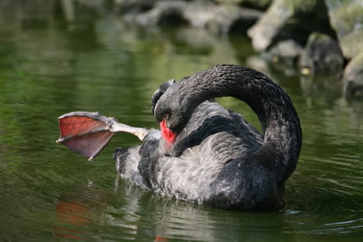 The black swan is the only almost completely black swan and also has the longest neck of all swans.