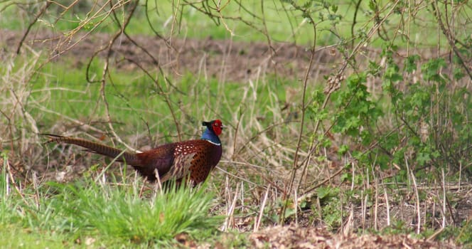 On the courtship...