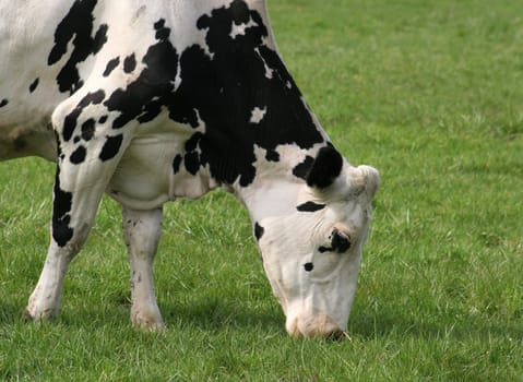 Spring pasture...