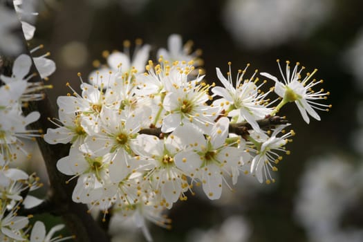 Blossom Dream....