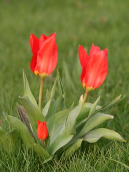 Tulip greeting....